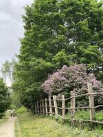 Pathway through lush green forest with blooming purple flowers and rustic wooden fence background photo
