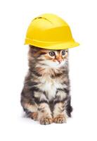 Cat with helmet photo