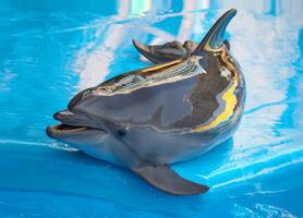 Dolphin near pool photo