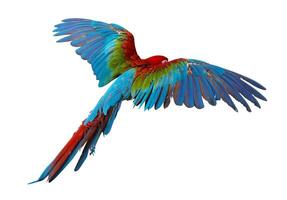 Parrot on a white background photo