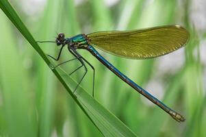 Colorful dragonfly on green leaf photo