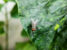 hominivorax, the New World screw-worm fly, or screw-worm for short, is a species of parasitic fly that is well known for the way in which its larva eat the living tissue photo