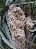 tree trunk damaged termite attack photo