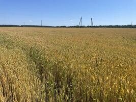 Young green wheat field in spring 6 photo
