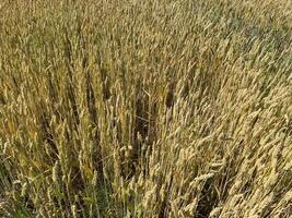 Young green wheat field in spring 5 photo