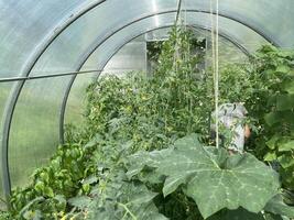 Fresh vegetables growing in greenhouse garden 3 photo