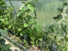 Fresh vegetables growing in greenhouse garden 1 photo