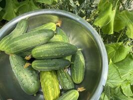 Fresh vegetables growing in greenhouse garden photo