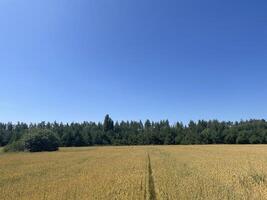 Young green wheat field in spring photo