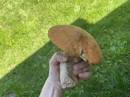 Found a big orange-cap boletus mushroom 1 photo