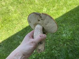 Found a big orange-cap boletus mushroom 2 photo
