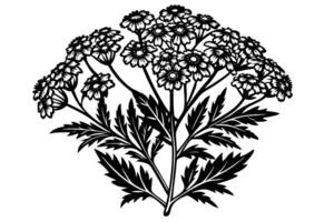 Elegant Black and White Illustration of a Yarrow Flower Bouquet, Blooming in Summer, Creating a Serene and Botanical Mood vector