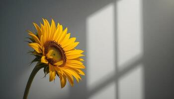 Sunflower Portrait with Dramatic Shadows on Gray Background photo