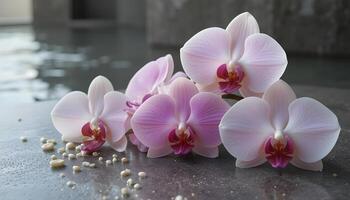 Pink orchids on a stone surface photo