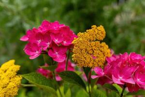 Vibrant display of pink and yellow blooms in a lush garden setting during late spring photo