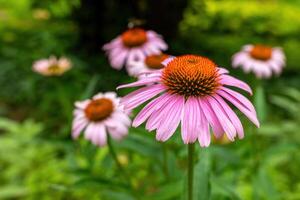 Vibrant pink echinacea flowers bloom in a lush green garden during a sunny afternoon, attracting bees and providing a splash of color photo