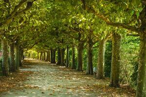 Serene tree-lined pathway in a park surrounded by greenery during daytime photo