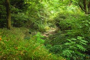 Lush greenery enveloping a serene valley during the golden hour in a tranquil forest setting photo