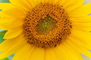 Bright sunflower showcasing intricate details under sunlight in a tranquil garden setting during late spring photo