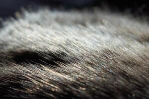 Close-up of textured furry grey animal fur with soft light and shadows. photo