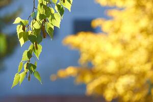 Sunlit green and yellow leaves in focus against a soft blurred background. photo