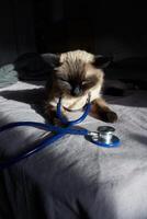 Siamese cat relaxing with stethoscope on bed in sunlight. photo