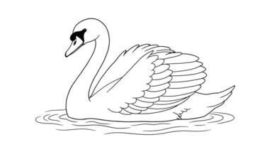 Serene Elegant Swan Bold Lines Detailed Adult Coloring Book Page vector