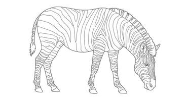 Peaceful Quiet Zebra Grazing Serene Adult Coloring Page vector