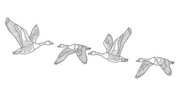 Graceful Migrating Geese in Flight Detailed Coloring Page for Adults vector