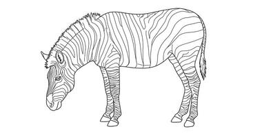 Quiet Zebra Grazing on Grass Line Art Coloring Page for Adults vector