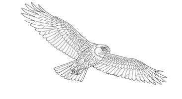 Majestic Realistic Hawk Soaring in Sky Detailed Coloring Page for Adults vector