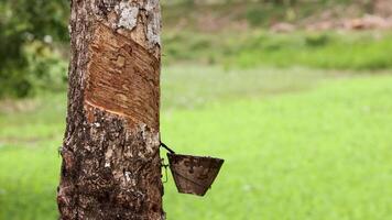 A rubber tree with a coconut cup collects latex in a lush, green farm setting, showcasing traditional harvesting techniques video