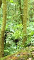 Vibrant rainforest with dense foliage and sunlight filtering through trees in Dorrigo, NSW, Australia video
