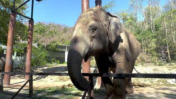 Elephant interacting with visitors at the zoo video