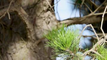 Close-up of Austrian pine branches swaying in the wind, showcasing long needles and cones against a clear sky video