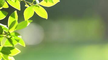 Vibrant green leaves gently sway in sunlight against a blurred background, capturing a serene moment in Gold Coast, Australia video