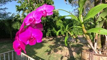 Pink orchids bloom in a sunny Thai garden video