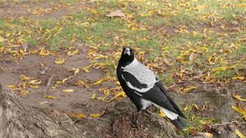 A magpie walking near a tree in Melbourne video