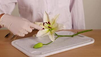 A scientist in a lab coat examines a lily flower on a table, highlighting botanical features under bright lighting video