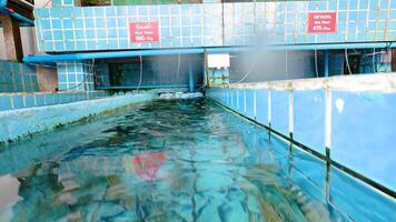 Prawns in a restaurant tank exhibit natural behaviors. Underwater footage captures their movements and interactions in a controlled environment video
