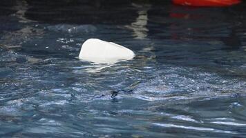 Seal interacting with food bucket in water video