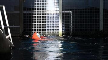 Seal interacts with buoy in water enclosure video