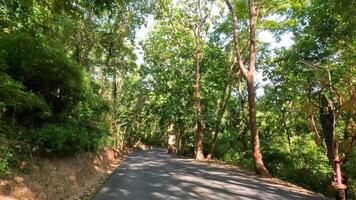 A car journey along a winding road surrounded by trees video