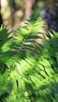 Vibrant green ferns gently sway under dappled sunlight in a serene forest setting video