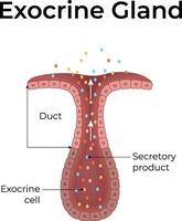 Diagram of an exocrine gland vector