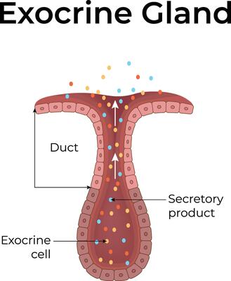 Exocrine Gland Diagram with Labelled Components Design Illustration