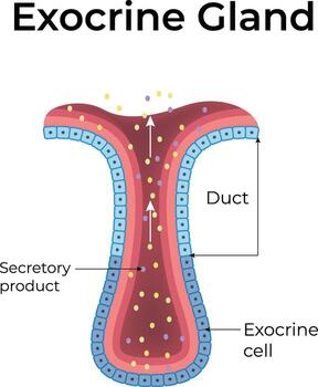 exocrino glándula anatomía y función diseño ilustración vector