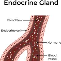 Endocrine gland diagram with key labels vector