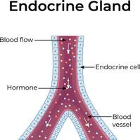 Diagram of an endocrine gland vector