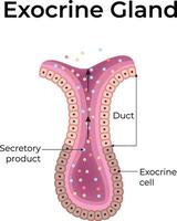 Illustration of an exocrine gland anatomy vector